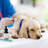 دامپزشک و کلینیک دامپزشکی (ویزیت در محل)