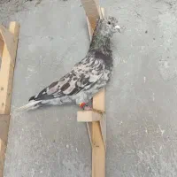 کفتر سرور دم سفید