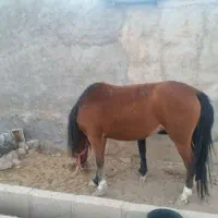 اسب و کره اسب|اسب و تجهیزات اسبسواری|خرمآباد, |دیوار