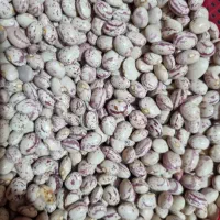 لوبیا چیتی تازه
