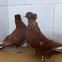 ۲۶عدد دم سفید کاکولی|پرنده|تربتحیدریه, کاشانی|دیوار