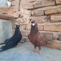 جف صرب