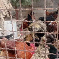 مرغ|حیوانات مزرعه|صوفیان, |دیوار