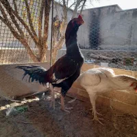 خروس و مرغ لاری|حیوانات مزرعه|یزد, |دیوار