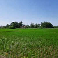 فروش زمین شالیزار