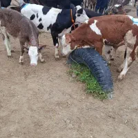 فروش گوساله