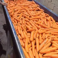 دزفول ایرانی|فعالیت داوطلبانه|اندیمشک, |دیوار