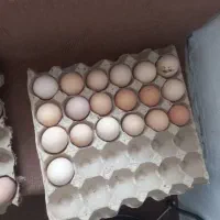 تخم نطفه دار