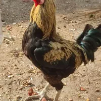 3عددمرغ خروس  3تومان