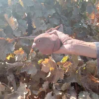 کفتر گلباف تاکرمان میارم براتون|پرنده|گلباف, |دیوار