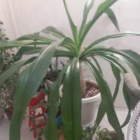 گل اشک ملکه به همراه پاجوش خیلی سرحال