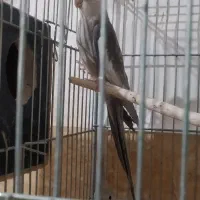 وایت فیس کینگ سایز|پرنده|رامشیر, |دیوار