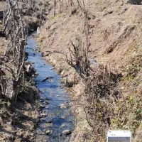 زمین مزروعی ۲۰۰۰ متر شیراباد تالش