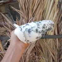 فروش 3 عدد کبوتر رنگی