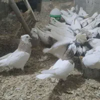 کبوتر طوقی در رنگ و خال های مختلف|پرنده|قروه, |دیوار