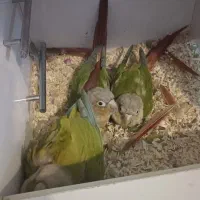 چند جفت گرینچیک مولد