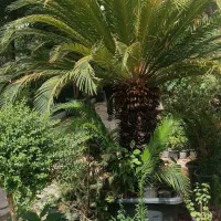 خدمات باغبانی|خدمات باغبانی و درختکاری|قم, پردیسان|دیوار