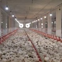 فروش مرغداری گوشتی ۲۰هزار قطعه ای در اشنویه