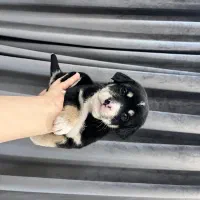 سگ...توله پاکوتاه خوشکل