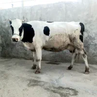 گاو 9 ماه آبستن جوان