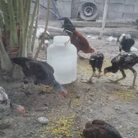 مرغ وخروس|حیوانات مزرعه|میناب, |دیوار