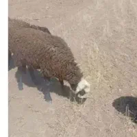 فروش 2عدد بره