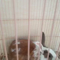خرگوش