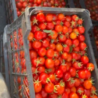 گوجه‌گیلاسی