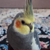 گمشده و پاداش