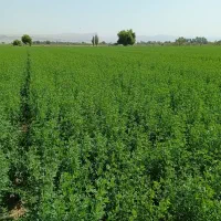 بذر رنجر آمریکایی یونجه