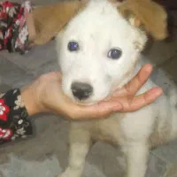 واگذاری توله سگ نر|سگ|خرمشهر, |دیوار