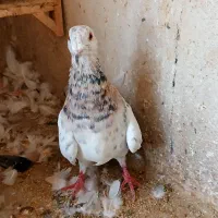 سار هفت رنگ نر و ماده|پرنده|مشهد, جاهد شهر|دیوار