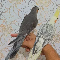 عروس ۴ماهه نرسینامون ماده لوتینو پروانه ای فول رام|پرنده|لاهیجان, طالقانی|دیوار