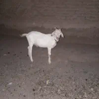 بز سان بزغاله ماده جوین فروش فوری