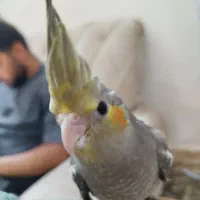 عروس  نر آماده برای یاد گیری  مشتری  تخفیف میدهم