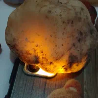 راف عقیق|زیورآلات و اکسسوری|رشت, بازار|دیوار