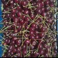البالو فرنگی