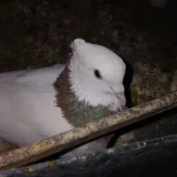 طوقی|پرنده|یزد, |دیوار