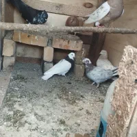 کفتر
