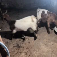 بز بزغاله پاکستانی|حیوانات مزرعه|دابودشت, |دیوار