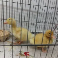 سهره جوانه