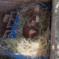 بوقلمون تخم گذار|حیوانات مزرعه|امیدیه, |دیوار