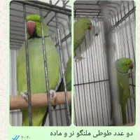 ملنگو  برزیلی عروس هلندی فنج مرغ عشق