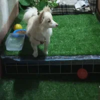 سگ پامر روباهی ماده