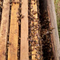 فروش زنبور عسل شمال