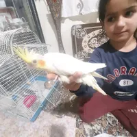 جوجه طوطی عروس سخنگو موجوده|پرنده|آستانه اشرفیه, |دیوار