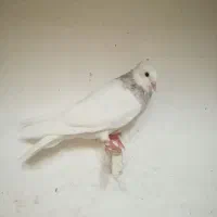 کفتر رنگه جوجه