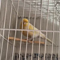 قناری نر سوپری