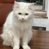 گربه|گربه|هشتگرد, شهرک کوثر|دیوار