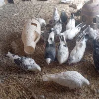 کبوتر.  پرشی